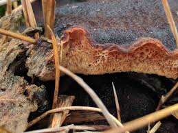 Attēlu rezultāti vaicājumam “Ischnoderma benzoinum”