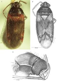 Attēlu rezultāti vaicājumam “Psallus sp.”