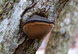 Attēlu rezultāti vaicājumam “Phellinus alni”