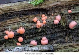 Attēlu rezultāti vaicājumam “Lycogala miserum”