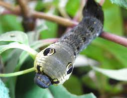 Attēlu rezultāti vaicājumam “Deilephila elpenor larva”