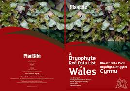 Attēlu rezultāti vaicājumam “Seligeria donniana sporophyte”