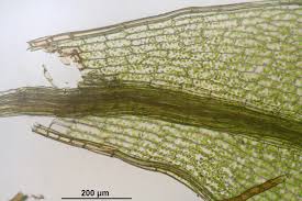 Attēlu rezultāti vaicājumam “Bryum moravicum”