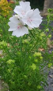 Attēlu rezultāti vaicājumam “Malva moschata leaf”