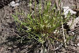 Attēlu rezultāti vaicājumam “Myosurus minimus”