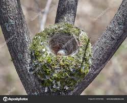 Attēlu rezultāti vaicājumam “Fringilla coelebs nest”