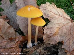 Attēlu rezultāti vaicājumam “Pluteus leoninus”