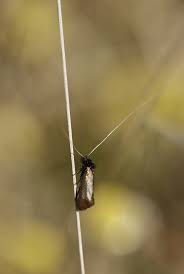 Attēlu rezultāti vaicājumam “Adela cuprella”