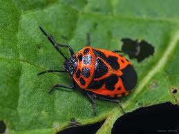 Attēlu rezultāti vaicājumam “Eurydema dominulus”