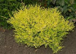 Attēlu rezultāti vaicājumam “Betula nana flower”