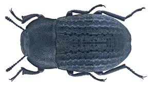 Attēlu rezultāti vaicājumam “Opatrum sabulosum”