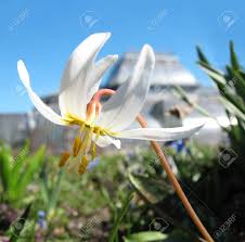 Attēlu rezultāti vaicājumam “Erythronium sibiricum”
