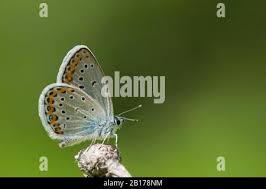 Attēlu rezultāti vaicājumam “Plebejus argyrognomon underside”