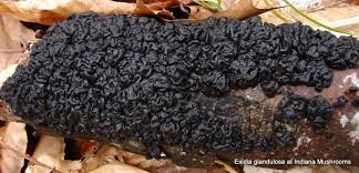 Attēlu rezultāti vaicājumam “Exidia glandulosa”