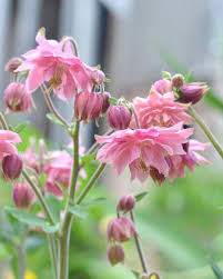 Attēlu rezultāti vaicājumam “Aquilegia vulgaris bud”