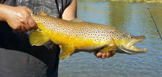 Image result for Salmo trutta
