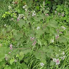 Attēlu rezultāti vaicājumam “Arctium tomentosum flower”