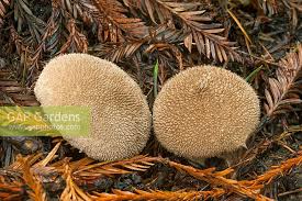 Attēlu rezultāti vaicājumam “Lycoperdon echinatum”