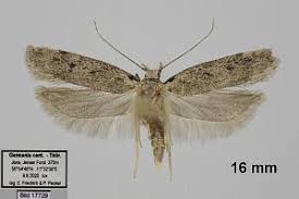 Attēlu rezultāti vaicājumam “Gelechia rhombella”
