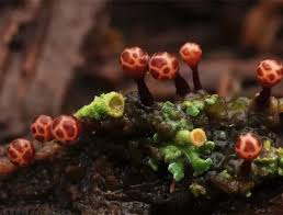 Attēlu rezultāti vaicājumam “Trichia erecta”