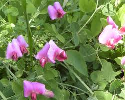 Attēlu rezultāti vaicājumam “Lathyrus latifolius bud”