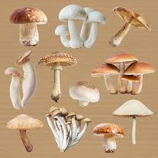 Attēlu rezultāti vaicājumam “Crepidotus versutus”