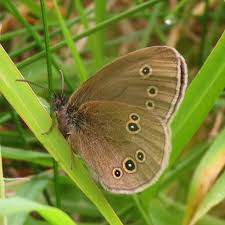 Attēlu rezultāti vaicājumam “Aphantopus hyperantus upperside”