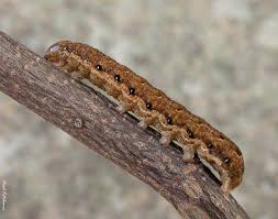 Attēlu rezultāti vaicājumam “Noctua fimbriata larva”