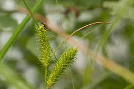 Attēlu rezultāti vaicājumam “Carex pseudocyperus fruit”