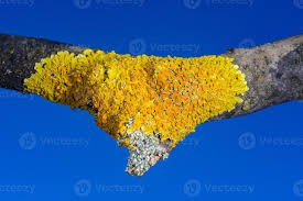 Attēlu rezultāti vaicājumam “Xanthoria parietina”