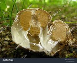 Attēlu rezultāti vaicājumam “Mutinus ravenelii”