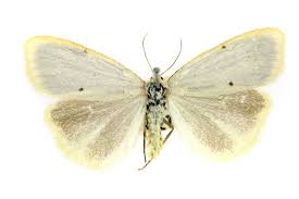 Attēlu rezultāti vaicājumam “Cybosia mesomella”