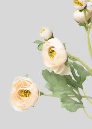Attēlu rezultāti vaicājumam “Ranunculus mendax flower”