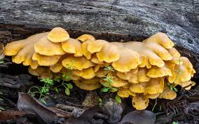 Attēlu rezultāti vaicājumam “Phyllotopsis nidulans”