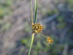 Attēlu rezultāti vaicājumam “Luzula campestris fruit”