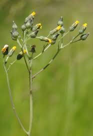 Attēlu rezultāti vaicājumam “Hieracium murorum bud”