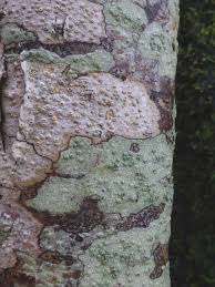 Attēlu rezultāti vaicājumam “Pertusaria leioplaca”