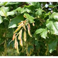 Attēlu rezultāti vaicājumam “Laburnum alpinum”