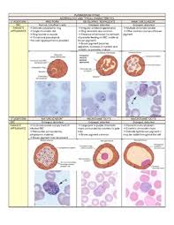 Attēlu rezultāti vaicājumam “Diderma cingulatum plasmodium”