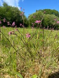 Image result for Lychnis flos-cuculi