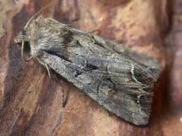 Attēlu rezultāti vaicājumam “Lacanobia suasa”