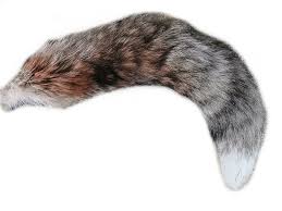 Image result for Fuchsschwanz