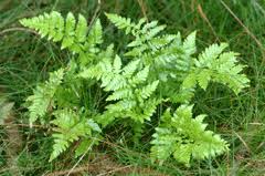 Attēlu rezultāti vaicājumam “Dryopteris carthusiana”