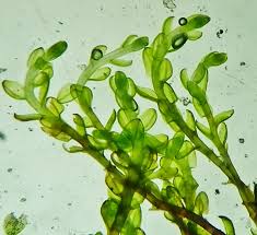 Attēlu rezultāti vaicājumam “Bryum neodamense”