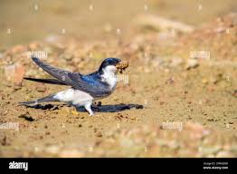 Attēlu rezultāti vaicājumam “Delichon urbicum”