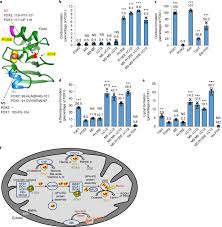 Image result for b%FD%E7ak anatomisi