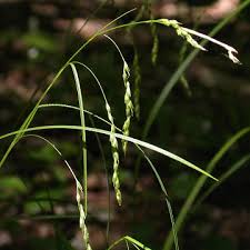 Attēlu rezultāti vaicājumam “Carex sylvatica leaf”