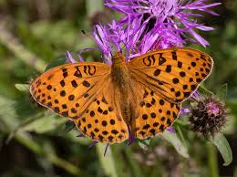 Attēlu rezultāti vaicājumam “Argynnis laodice”