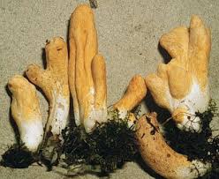 Attēlu rezultāti vaicājumam “Podostroma leucopus”