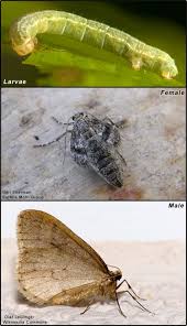 Attēlu rezultāti vaicājumam “Operophtera”